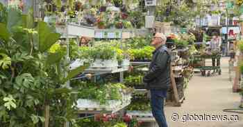Saskatoon expert offers gardening tips during unreliable weather - Global News