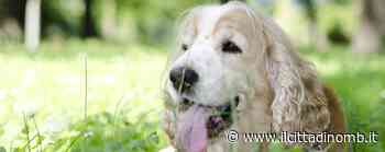 4 pazzi a 4 zampe al Parco di Monza - Il Cittadino di Monza e Brianza