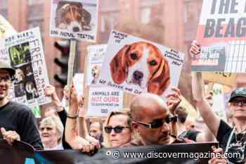 The Complex Ways Humans Empathize With Other Animals