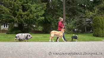 'Not a normal house pet': North Saanich woman enjoys hard-earned friendship with pig - CTV News VI