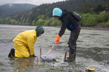Researchers trying to track clam numbers notice Nanoose Bay drop-off - Saanich News