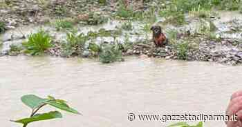 Cucciolo di cane salvato dalla Polizia Locale nel greto della Parma - Gazzetta di Parma