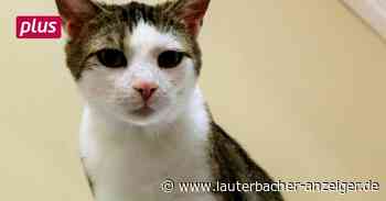 Aufgeweckter Schmusekater aus Lauterbach sucht Familie - Lauterbacher Anzeiger