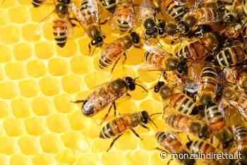 A Ornago la "Giornata delle api 2022" - Monza in Diretta