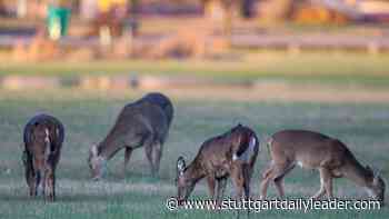 Urban archery deer hunt applications available - Stuttgart Daily Leader