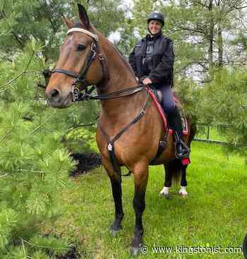 New mounted officer on patrol for Kingston Police – Kingston News - Kingstonist