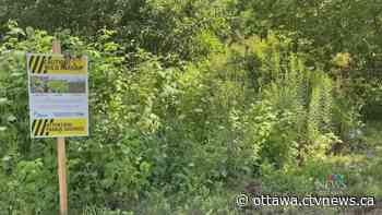 Ottawa to begin spraying for wild parsnip - CTV News Ottawa