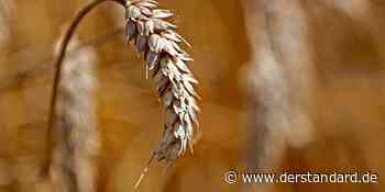 Wie Getreide zum Mittel der taktischen Kriegsführung wurde - DER STANDARD