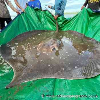 13-foot-long stingray found in deep hole in Mekong River - National Geographic UK