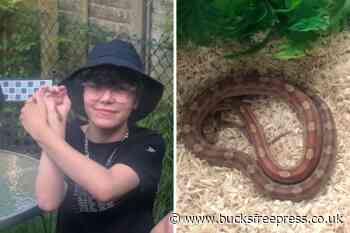 Beaconsfield pet snake returns to rattled owners - Bucks Free Press