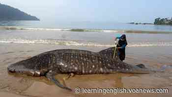 Study: Shipping a Major Threat to World’s Biggest Fish - VOA Learning English