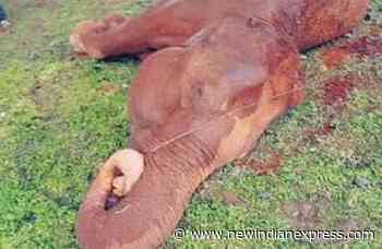 Cow elephant electrocuted to death in Gudular forest range - The New Indian Express