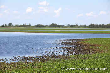 Farmers breaking a sweat over soaked soil conditions - The Brandon Sun