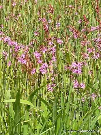 Column Bob: Geel om van te houden - Nieuwe Meerbode