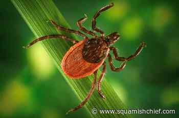 What is Lyme disease and what are the symptoms? - Squamish Chief