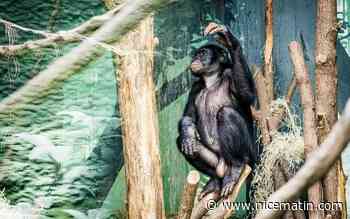 De nouveaux cas de variole du singe chaque jour au Royaume-Uni