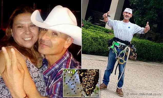 Texas landscaper, 53, is killed by swam of BEES after accidentally disturbing their hive - Daily Mail
