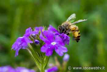 Coldiretti Cuneo: Giornata delle api in chiaroscuro, buon inizio per il miele cuneese ma SOS furti di alveari - IdeaWebTv