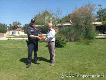 Formia / "Albero di Falcone" sarà messo a dimora in piazza Vittoria, l'iniziativa di "Un'altra città" | temporeale quotidiano - Temporeale Quotidiano