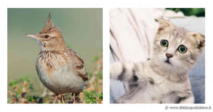 Gatti chiusi in casa da aprile a fine agosto per proteggere l’allodola crestata: multe fino a 50 mila euro