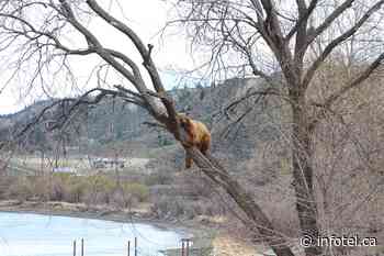 Trap removed from Kamloops neighbourhood but bear continues to roam free | iNFOnews | Thompson-Okanagan's News Source - iNFOnews