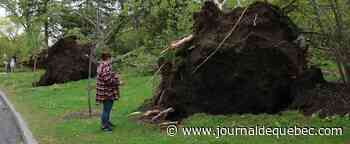 Lendemain de tempête à Québec: de nouvelles images des dégâts