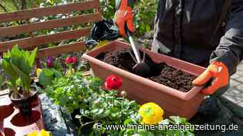 Wundermittel im Garten: So nutzen Sie Zimt effektiv