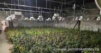 OPP bust grow up with 5500 plants outside of Renfrew - PembrokeToday.ca