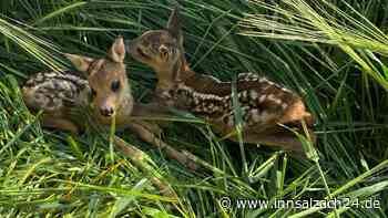 Mit der Drohne: Bauern im Kreis Mühldorf sollen Rehkitze vor grausamem Mähtod retten - doch es gibt Probleme