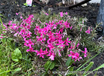Planting local plants to promote prairie pollinators - WestCentralOnline.com