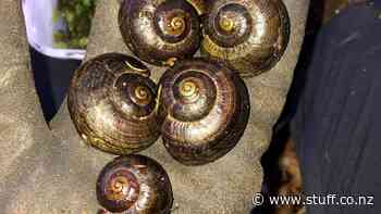 Snails that devour worms like spaghetti headed for Nelson sanctuary - Stuff