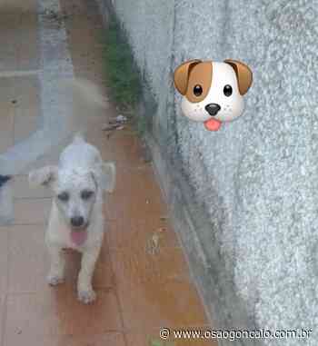 Família procura por cachorro que desapareceu na Trindade - O São Gonçalo