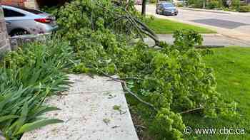 Hundreds of Hamiltonians still without power after massive windstorm