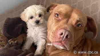 Terrier adopts tiny white puppy with 'instant connection' in Saskatoon foster home