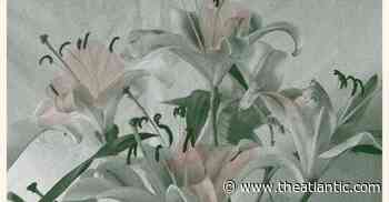 A Poem by Mary Oliver: 'Lilies' - The Atlantic