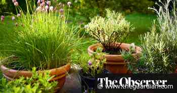 Growing your own food can be affordable - The Guardian