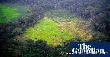 Swapping 20% of beef for microbial protein ‘could halve deforestation’ - The Guardian