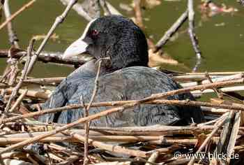 Der Chemnitzer Schlossteich: Naturjuwel und Paradies für Vögel | blick.de - Chemnitz - Blick.de