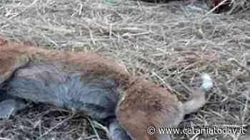 Tre cani sono stati barbaramente uccisi a Tremestieri etneo - CataniaToday