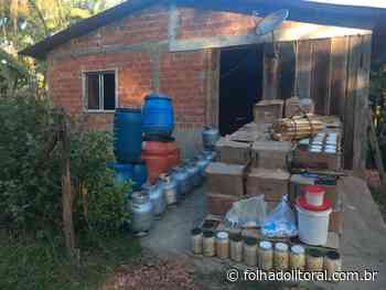 Polícia Ambiental encontra fábrica clandestina de Palmito na região de Antonina - folhadolitoral.com.br