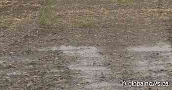 Farming experts say moisture in Lethbridge area offering some relief from wind erosion - Global News