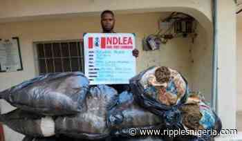 NDLEA intercepts tons of Tramadol in Rivers, Kano, 3 others - Ripples Nigeria