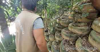 Dengue: confira o boletim da doença desta sexta-feira em Brusque - O Município