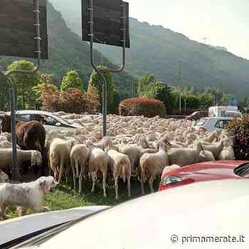Transumanza, rito antico: le splendide foto delle greggi nel Lecchese - Prima Merate