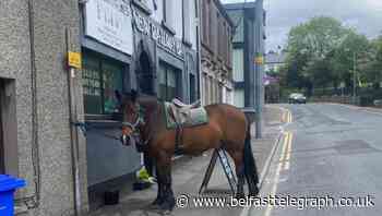 Newtownards: A horse walks into a bar… or in this case, stays outside it