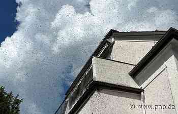 Bienenschwarm schwirrt durch Bad Reichenhall - Tausende Insekten - Passauer Neue Presse - PNP.de