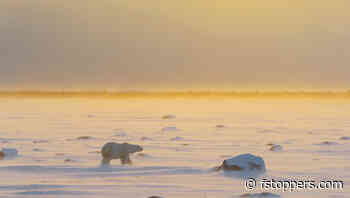 Tips for Photographing the World's Largest Land Predator in the Arctic and Sub-Arctic