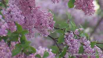 Lilac Festival 2022 wraps up