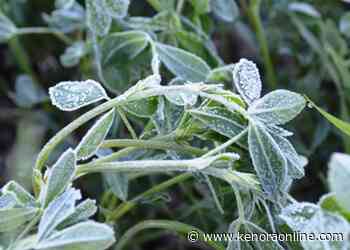 Frost advisory issued for Friday night - KenoraOnline.com