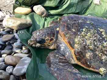 Tartaruga marina in difficoltà salvata a Diano Marina - Agenzia ANSA